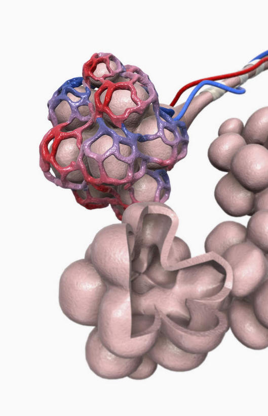 血管,毛细血管,无人,竖图,插画,室内,特写,白天,白色背景,正面,数码,科技,静物,阴影,网络,医学,高光,几何,计算机图形,合成,图画,画,人体,电脑合成图,数码合成图,生物学,漫画,支气管,生理学,写实,具体,具象,细支气管,肺泡,彩图