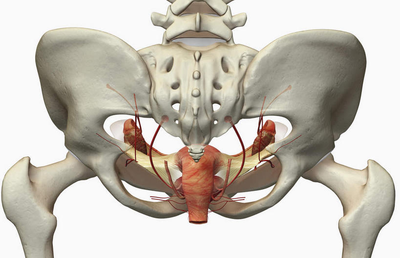 内脏,动脉,静脉,骨骼,子宫,无人,横图,插画,室内,特写,白天,白色背景,正面,数码,科技,静物,阴影,网络,医学,骨头,高光,几何,计算机图形,合成,图画,画,模型,人体,电脑合成图,数码合成图,骨架,生物学,人体器官,器官,盆骨,漫画,生理学,写实,具体,具象,股骨,女性生殖器官,彩图,生殖器官