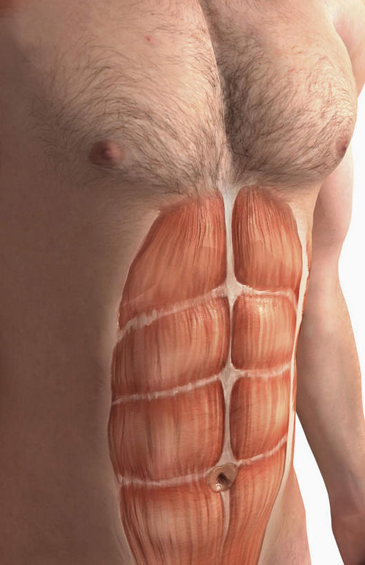 动脉,静脉,骨骼,肌肉,健壮,无人,竖图,插画,室内,特写,白天,正面,数码,科技,静物,阴影,黑色背景,网络,医学,骨头,高光,几何,计算机图形,合成,图画,画,模型,健康,活力,力量,人体,青春,皮肤,电脑合成图,数码合成图,骨架,生物学,强壮,漫画,生理学,写实,具体,具象,腹直肌,半身,彩图