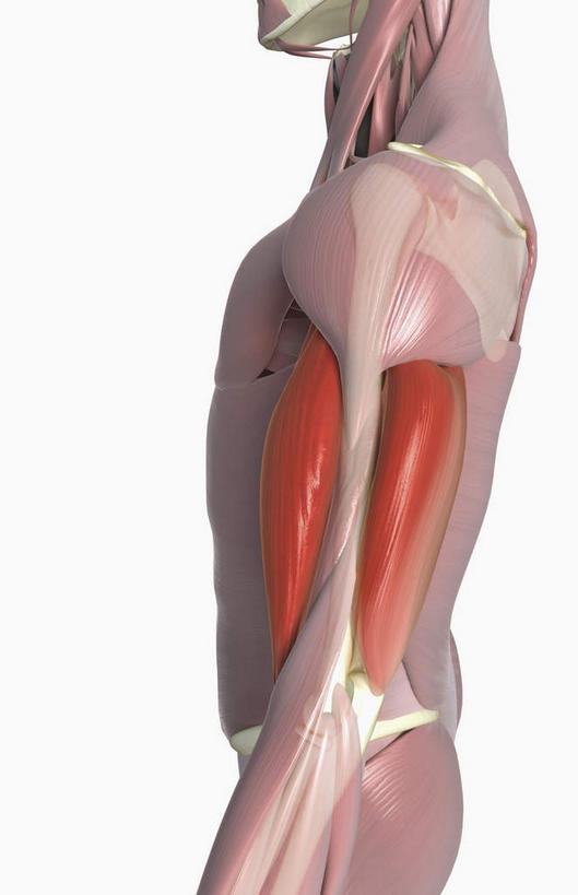 肌肉,健壮,无人,竖图,插画,室内,特写,白天,白色背景,正面,数码,科技,静物,阴影,网络,医学,高光,几何,计算机图形,合成,图画,画,健康,活力,力量,人体,青春,电脑合成图,数码合成图,生物学,强壮,漫画,生理学,写实,具体,具象,二头肌,肱三头肌,彩图