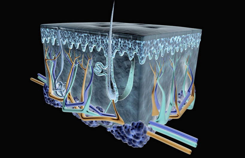 头发,无人,横图,插画,室内,特写,白天,正面,数码,科技,静物,阴影,黑色背景,网络,医学,高光,几何,计算机图形,合成,图画,画,人体,电脑合成图,数码合成图,生物学,横截面,漫画,生理学,写实,具体,具象,毛囊,脂肪组织层,彩图