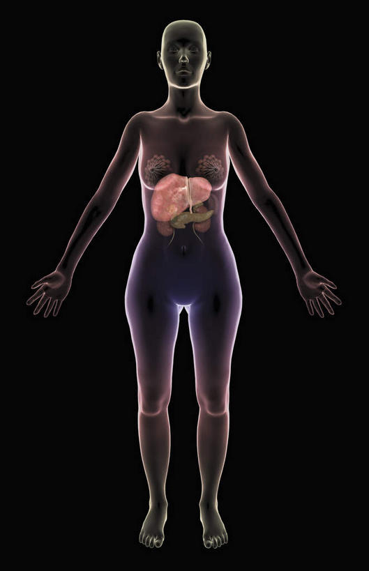 内脏,动脉,静脉,无人,竖图,插画,室内,特写,白天,正面,数码,科技,静物,阴影,黑色背景,网络,医学,高光,几何,计算机图形,合成,图画,画,红色,模型,人体,电脑合成图,数码合成图,生物学,人体器官,器官,漫画,输尿管,生理学,写实,具体,具象,消化道,彩图