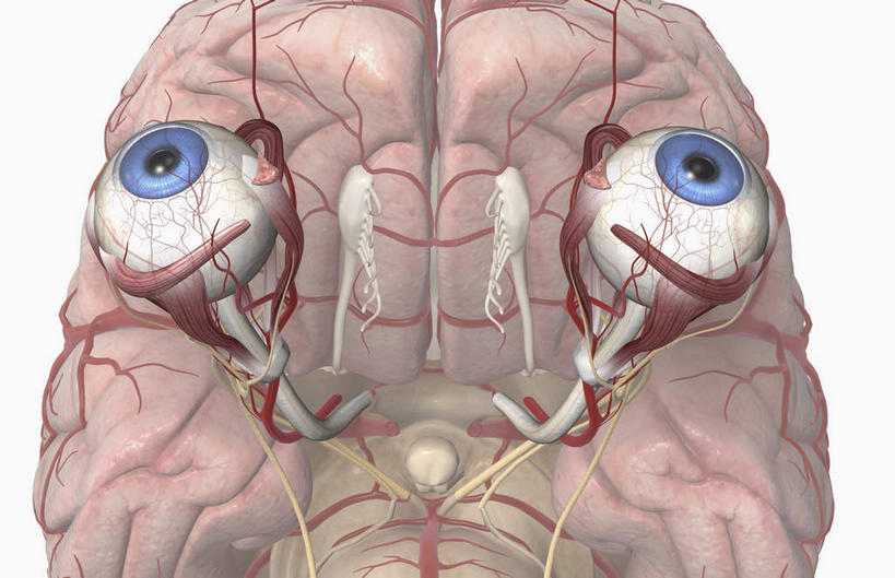 眼睛,无人,横图,插画,室内,特写,白天,白色背景,正面,数码,科技,大脑,瞳孔,阴影,网络,高光,几何,计算机图形,合成,图画,画,眼部,电脑合成图,数码合成图,视网膜,眼球,器官,沟壑,漫画,小脑,脑干,写实,具体,具象,大脑皮层,端脑,巩膜,沟,灰质,回,间脑,角膜,视觉器官,眼房,眼球壁,脑动脉,眼,彩图