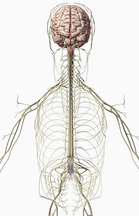 无人,竖图,插画,室内,特写,白天,白色背景,正面,数码,科技,静物,大脑,阴影,网络,医学,高光,几何,计算机图形,合成,图画,画,人体,电脑合成图,数码合成图,生物学,器官,沟壑,漫画,小脑,脑干,生理学,写实,具体,具象,大脑皮层,端脑,沟,灰质,回,间脑,臂丛神经,颈脊神经,面神经,彩图