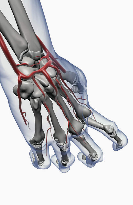 骨骼,无人,竖图,插画,x光片,室内,特写,白天,白色背景,正面,数码,科技,静物,阴影,辐射,科学,网络,医学,骨头,高光,几何,计算机图形,合成,图画,画,人体,电脑合成图,数码合成图,骨架,医疗,生物学,科学技术,x射线,x光,漫画,生理学,写实,具体,具象,风湿病,关节炎,彩图,电磁波,电磁辐射