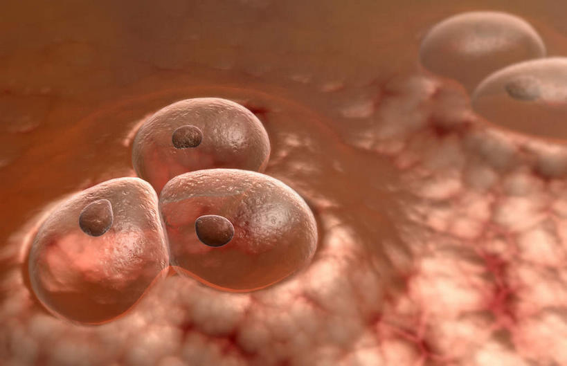 无人,横图,插画,室内,白天,白色背景,正面,数码,科技,静物,阴影,网络,医学,细胞,高光,几何,计算机图形,合成,图画,画,人体,电脑合成图,数码合成图,生物学,漫画,软骨,生理学,写实,具体,具象,彩图