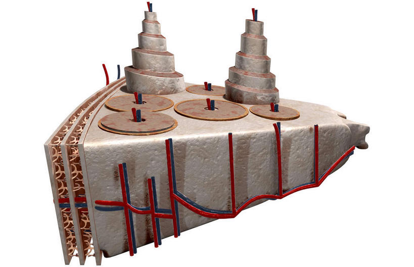 骨骼,无人,横图,插画,室内,特写,白天,白色背景,正面,数码,科技,静物,阴影,网络,医学,骨头,高光,几何,计算机图形,合成,图画,画,人体,电脑合成图,数码合成图,骨架,生物学,漫画,生理学,写实,具体,具象,骨膜,骨皮质,彩图