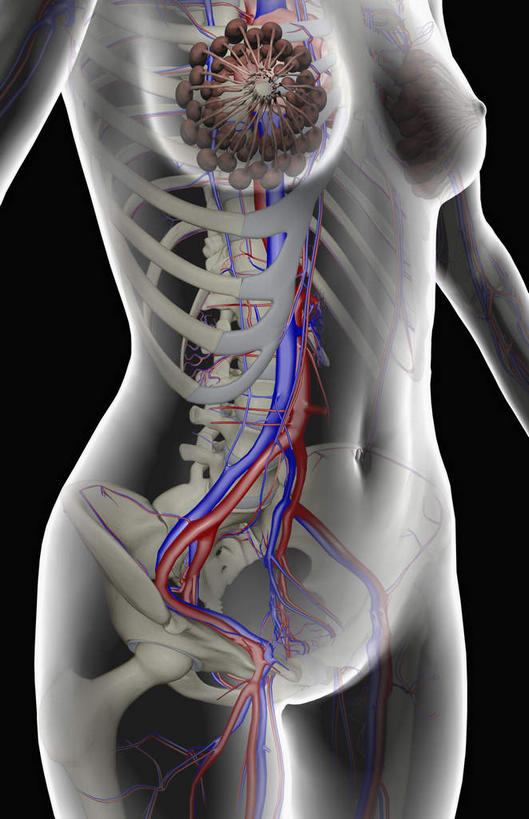 无人,竖图,插画,室内,特写,白天,正面,数码,科技,静物,阴影,黑色背景,网络,医学,高光,几何,计算机图形,合成,图画,画,人体,皮肤,电脑合成图,数码合成图,生物学,漫画,生理学,写实,具体,具象,髂动脉,髂静脉,髂外动脉,下腔静脉,腰部,彩图