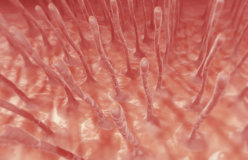 无人,横图,插画,室内,特写,白天,白色背景,正面,数码,科技,静物,阴影,网络,医学,细胞,高光,几何,计算机图形,合成,图画,画,人体,电脑合成图,数码合成图,生物学,漫画,生理学,写实,具体,具象,纤毛,上皮细胞,彩图