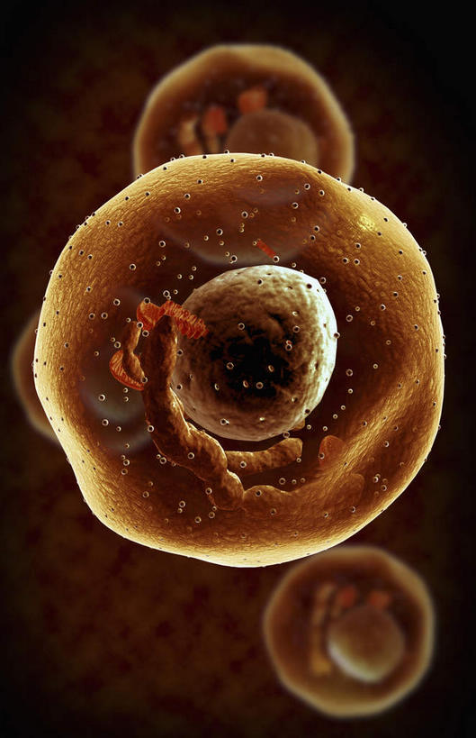 静脉,无人,竖图,插画,室内,特写,白天,正面,数码,科技,静物,阴影,黑色背景,网络,医学,细胞,高光,几何,计算机图形,合成,图画,画,人体,电脑合成图,数码合成图,生物学,漫画,生理学,写实,具体,具象,肥大细胞,彩图