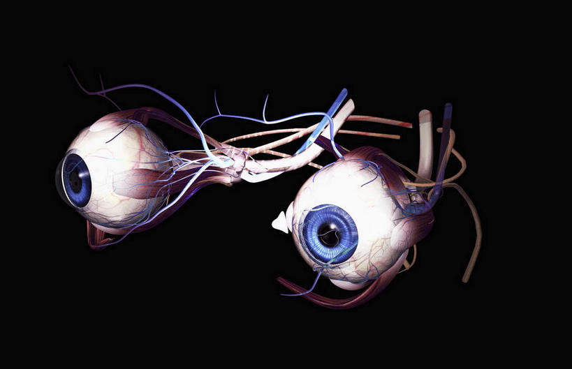 动脉,静脉,无人,横图,插画,室内,白天,正面,数码,科技,静物,阴影,黑色背景,网络,医学,高光,几何,计算机图形,合成,图画,画,模型,人体,电脑合成图,数码合成图,生物学,视网膜,器官,漫画,生理学,写实,具体,具象,眼球壁,半身,彩图,玻璃体,房水,晶状体,纤维膜,血管膜