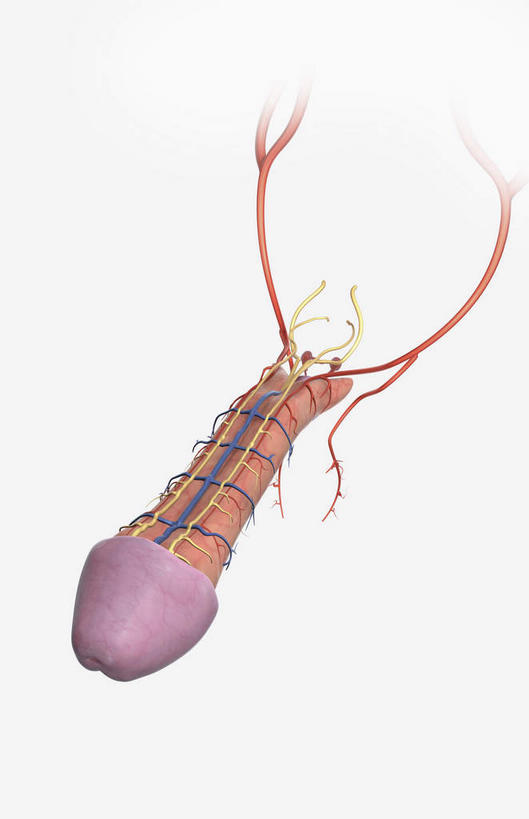 内脏,动脉,静脉,阴茎,无人,竖图,插画,室内,白天,白色背景,正面,数码,科技,静物,阴影,网络,医学,高光,几何,计算机图形,合成,图画,画,模型,人体,皮肤,电脑合成图,数码合成图,生物学,人体器官,器官,漫画,生理学,写实,具体,具象,内生殖器,排泄器官,外生殖器,彩图,海绵体,筋膜,男性生殖系统,尿道海绵体,生殖器官,阳具,阴茎海绵体