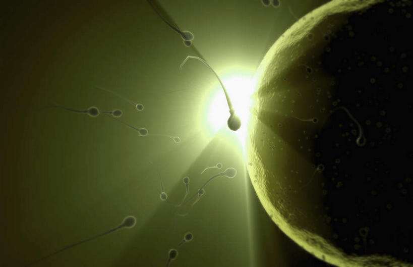 无人,横图,插画,室内,特写,白天,正面,数码,科技,静物,阴影,黑色背景,网络,医学,细胞,高光,几何,计算机图形,合成,图画,画,人体,电脑合成图,数码合成图,生物学,漫画,生理学,写实,具体,具象,受精,受精作用,彩图,受精卵