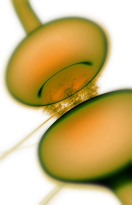 神经,无人,竖图,插画,室内,特写,白天,正面,数码,科技,静物,阴影,黑色背景,网络,医学,细胞,高光,几何,计算机图形,合成,图画,画,绿色,人体,电脑合成图,数码合成图,生物学,漫画,神经元,生理学,写实,具体,具象,轴突,彩图,神经系统,神经组织