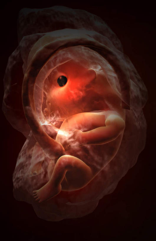 一个人,无人,坐,竖图,插画,室内,白天,正面,数码,科技,仅一个人,阴影,黑色背景,网络,高光,几何,计算机图形,合成,图画,画,红色,电脑合成图,数码合成图,胎儿,发育,漫画,孕育,写实,具体,具象,生殖,坐着,彩图,全身,胚胎