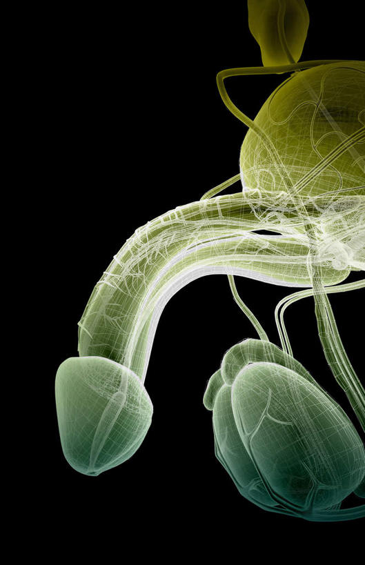 动脉,静脉,骨骼,阴茎,睾丸,无人,竖图,插画,x光片,室内,特写,白天,正面,数码,科技,静物,阴影,黑色背景,发光,辐射,科学,网络,医学,支架,骨头,高光,几何,计算机图形,合成,图画,画,模型,人体,皮肤,电脑合成图,数码合成图,骨架,医疗,生物学,科学技术,x射线,x光,漫画,生理学,写实,具体,具象,附睾,内生殖器,排泄器官,外生殖器,彩图,海绵体,筋膜,男性生殖系统,尿道海绵体,生殖器官,生殖系统,阳具,阴茎海绵体,电磁波,电磁辐射