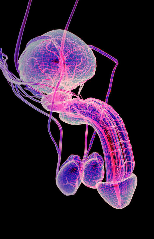 动脉,静脉,骨骼,阴茎,睾丸,无人,竖图,插画,x光片,室内,特写,白天,正面,数码,科技,静物,阴影,黑色背景,发光,辐射,科学,网络,医学,支架,骨头,高光,几何,计算机图形,合成,图画,画,红色,模型,人体,皮肤,电脑合成图,数码合成图,骨架,医疗,生物学,科学技术,x射线,x光,漫画,生理学,写实,具体,具象,附睾,内生殖器,排泄器官,外生殖器,彩图,海绵体,筋膜,男性生殖系统,尿道海绵体,生殖器官,生殖系统,阳具,阴茎海绵体,电磁波,电磁辐射