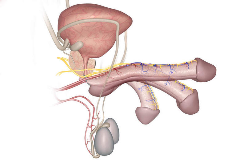 内脏,动脉,静脉,血管,膀胱,阴茎,无人,竖图,插画,室内,白天,白色背景,正面,数码,科技,静物,阴影,网络,医学,高光,几何,计算机图形,合成,图画,画,模型,人体,皮肤,电脑合成图,数码合成图,生物学,人体器官,器官,漫画,生理学,写实,具体,具象,内生殖器,排泄器官,外生殖器,彩图,海绵体,筋膜,男性生殖系统,尿道海绵体,生殖器官,生殖系统,阳具,阴茎海绵体