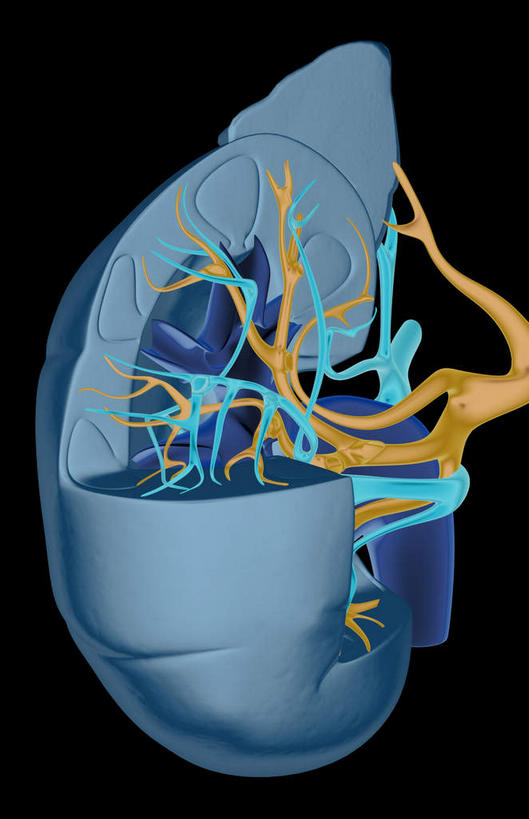 内脏,肾脏,动脉,静脉,无人,竖图,室内,白天,正面,静物,黑色背景,医学,模型,血液,人体,生物学,人体器官,器官,生理学,彩图