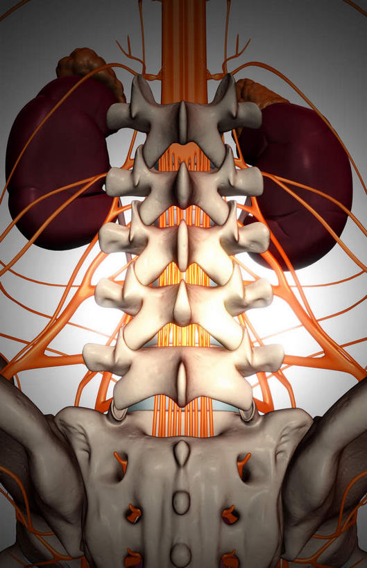内脏,肾脏,动脉,静脉,无人,竖图,插画,室内,白天,白色背景,正面,数码,科技,静物,阴影,网络,医学,高光,几何,计算机图形,合成,图画,画,模型,血液,人体,电脑合成图,数码合成图,生物学,人体器官,器官,漫画,泌尿系统,生理学,写实,具体,具象,彩图,供给