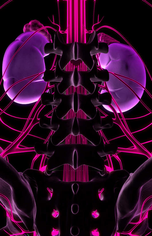 内脏,肾脏,动脉,静脉,无人,竖图,插画,室内,白天,正面,数码,科技,静物,阴影,黑色背景,网络,医学,高光,几何,计算机图形,合成,图画,画,模型,血液,人体,电脑合成图,数码合成图,生物学,人体器官,器官,漫画,泌尿系统,生理学,写实,具体,具象,彩图,供给