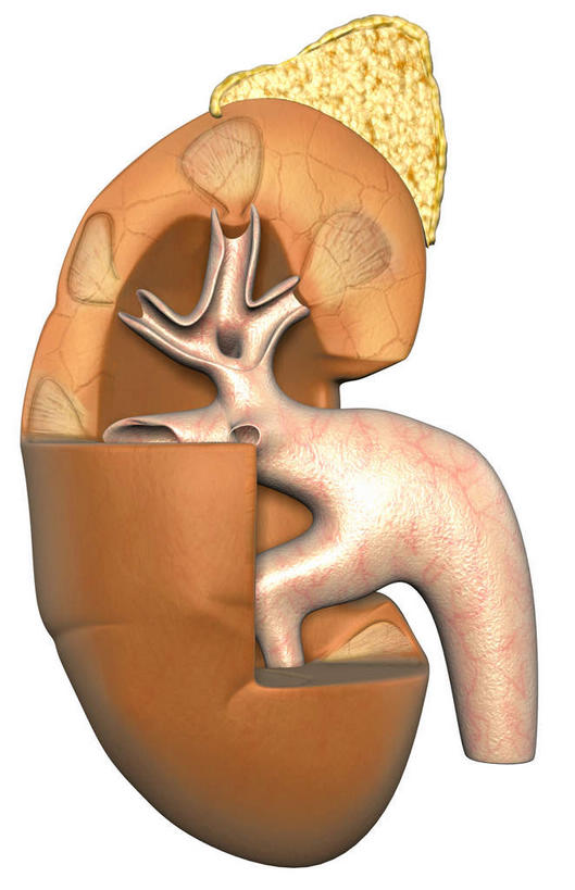 内脏,肾脏,动脉,静脉,无人,竖图,插画,室内,白天,白色背景,正面,数码,科技,静物,阴影,网络,医学,高光,几何,计算机图形,合成,图画,画,模型,血液,人体,电脑合成图,数码合成图,生物学,人体器官,器官,漫画,生理学,写实,具体,具象,彩图,供给