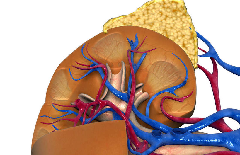 内脏,肾脏,动脉,静脉,无人,横图,插画,室内,白天,白色背景,正面,数码,科技,静物,阴影,网络,医学,高光,几何,计算机图形,合成,图画,画,模型,血液,人体,电脑合成图,数码合成图,生物学,人体器官,器官,漫画,生理学,写实,具体,具象,彩图,供给