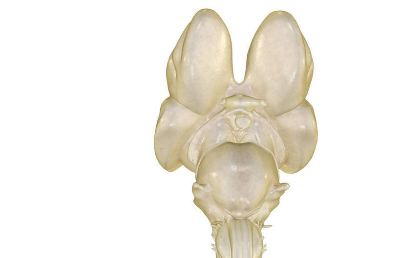 神经,动脉,静脉,骨骼,无人,横图,插画,x光片,室内,特写,白天,白色背景,正面,数码,科技,静物,阴影,辐射,科学,网络,医学,骨头,高光,几何,计算机图形,合成,图画,画,模型,人体,电脑合成图,数码合成图,骨架,医疗,生物学,科学技术,x射线,x光,漫画,生理学,写实,具体,具象,脑桥,三叉神经,延髓,彩图,垂体腺,电磁波,电磁辐射