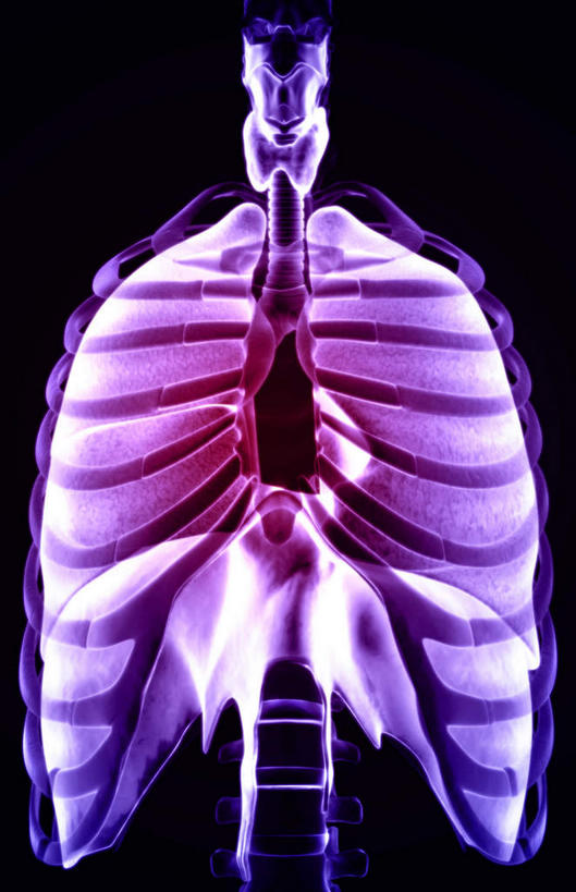 内脏,肺,动脉,静脉,肋骨,无人,竖图,插画,室内,白天,正面,数码,科技,静物,阴影,黑色背景,发光,网络,医学,高光,几何,计算机图形,合成,图画,画,紫色,模型,人体,电脑合成图,数码合成图,生物学,人体器官,器官,漫画,生理学,写实,具体,具象,隔膜,喉,甲状腺,呼吸系统,肺部,肺脏,彩图