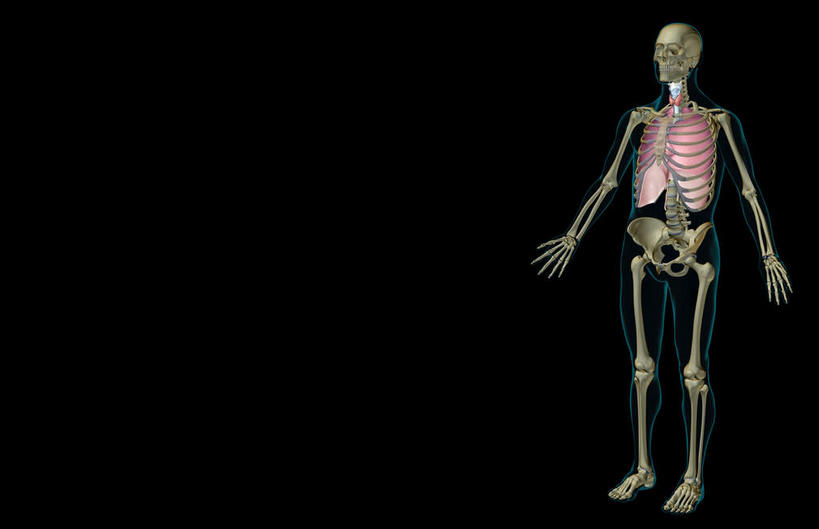 内脏,肺,动脉,静脉,无人,横图,插画,室内,白天,正面,数码,科技,静物,阴影,黑色背景,网络,医学,高光,几何,计算机图形,合成,图画,画,黄色,模型,人体,电脑合成图,数码合成图,生物学,人体器官,器官,漫画,生理学,写实,具体,具象,腓骨,喉,甲状腺,呼吸系统,肺部,肺脏,彩图,全身