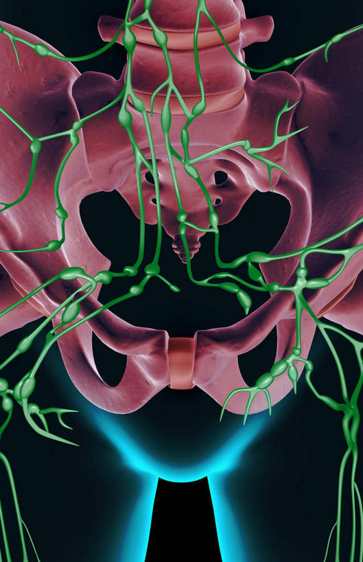 内脏,动脉,静脉,骨盆,无人,竖图,插画,室内,白天,正面,数码,科技,静物,阴影,黑色背景,网络,医学,高光,几何,计算机图形,合成,图画,画,模型,人体,皮肤,电脑合成图,数码合成图,生物学,人体器官,器官,漫画,生理学,写实,具体,具象,淋巴结,淋巴系统,淋巴管,淋巴组织,免疫系统,免疫组织,彩图