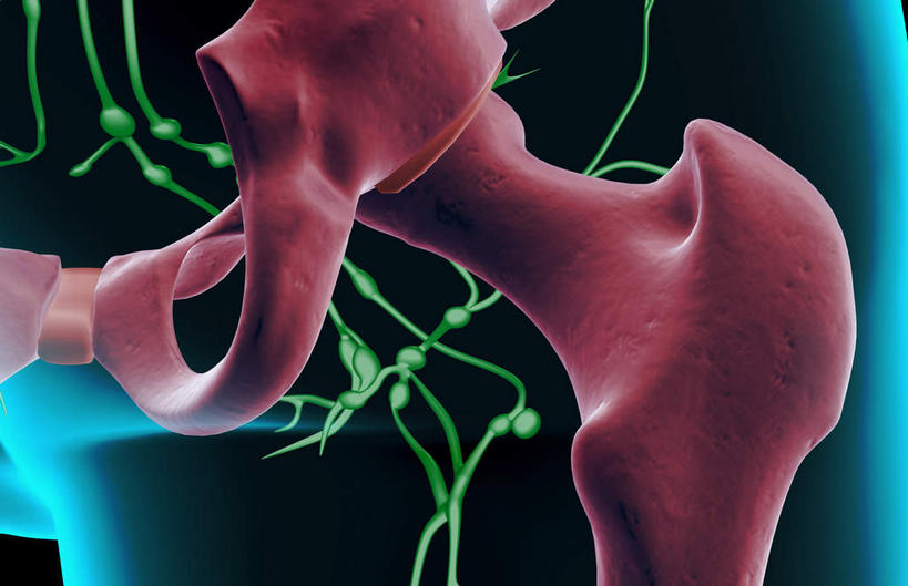 臀部,内脏,动脉,静脉,无人,横图,插画,室内,白天,正面,数码,科技,静物,阴影,黑色背景,网络,医学,高光,几何,计算机图形,合成,图画,画,模型,人体,皮肤,电脑合成图,数码合成图,生物学,人体器官,器官,漫画,生理学,写实,具体,具象,淋巴结,淋巴系统,淋巴管,淋巴组织,免疫系统,免疫组织,彩图