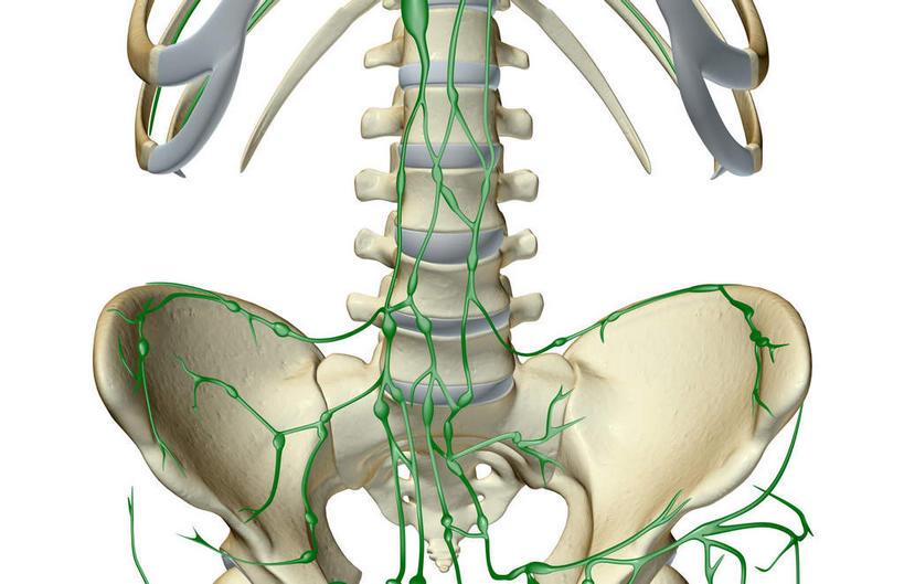 内脏,动脉,静脉,无人,横图,插画,室内,白天,白色背景,正面,数码,科技,静物,阴影,网络,医学,高光,几何,计算机图形,合成,图画,画,模型,人体,皮肤,电脑合成图,数码合成图,生物学,人体器官,器官,漫画,生理学,写实,具体,具象,淋巴结,淋巴系统,淋巴管,淋巴组织,免疫系统,免疫组织,彩图