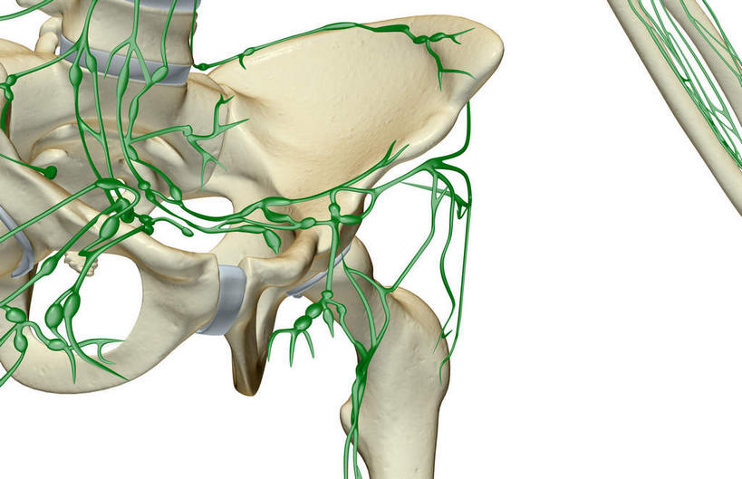 内脏,动脉,静脉,无人,横图,插画,室内,白天,白色背景,正面,数码,科技,静物,阴影,网络,医学,高光,几何,计算机图形,合成,图画,画,模型,人体,皮肤,电脑合成图,数码合成图,生物学,人体器官,器官,漫画,生理学,写实,具体,具象,淋巴结,淋巴系统,淋巴管,淋巴组织,免疫系统,免疫组织,彩图