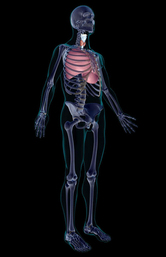 肺,动脉,静脉,骨骼,无人,竖图,插画,x光片,室内,特写,白天,正面,数码,科技,静物,阴影,黑色背景,辐射,科学,网络,医学,骨头,高光,几何,计算机图形,合成,图画,画,模型,人体,电脑合成图,数码合成图,骨架,医疗,生物学,科学技术,x射线,x光,漫画,呼吸道,生理学,写实,具体,具象,喉,甲状腺,呼吸系统,肺部,肺脏,彩图,电磁波,电磁辐射