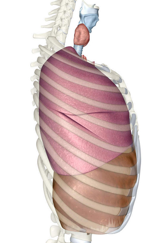 内脏,肺,动脉,静脉,无人,竖图,插画,室内,白天,白色背景,正面,数码,科技,静物,阴影,网络,医学,高光,几何,计算机图形,合成,图画,画,模型,人体,电脑合成图,数码合成图,生物学,人体器官,器官,漫画,呼吸道,生理学,写实,具体,具象,甲状腺,呼吸系统,肺部,肺脏,彩图