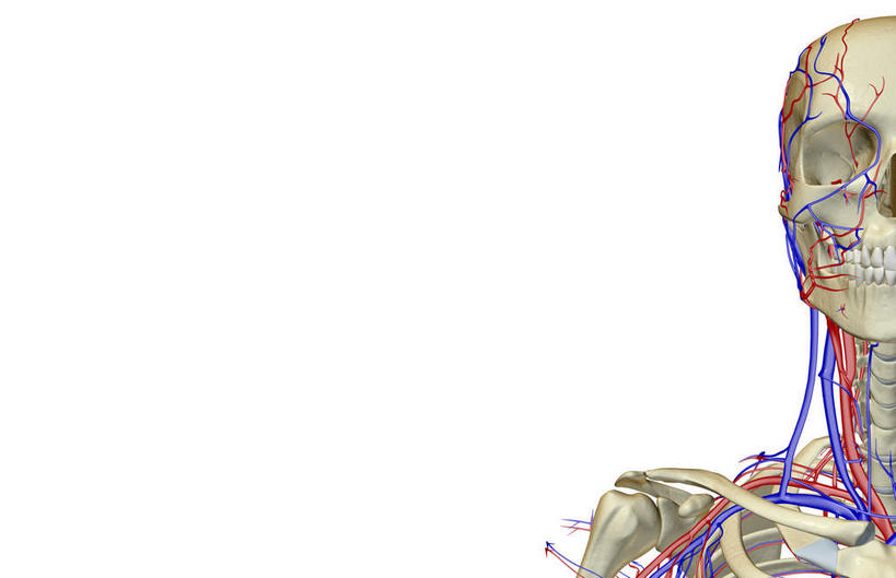 脸,头,脸颊,脖子,动脉,静脉,骨骼,血管,无人,横图,插画,x光片,室内,特写,白天,白色背景,正面,数码,科技,静物,阴影,辐射,科学,网络,医学,骨头,高光,几何,计算机图形,合成,图画,画,模型,人体,电脑合成图,数码合成图,骨架,医疗,生物学,科学技术,x射线,x光,漫画,生理学,写实,具体,具象,颈静脉,锁骨下动脉,锁骨下静脉,颈内静脉,头部,脖,颈,颈部,脸部,脸蛋,面部,半身,彩图,电磁波,电磁辐射