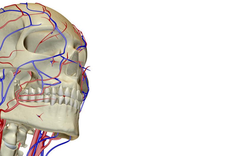 脸,头,脸颊,脖子,动脉,静脉,骨骼,血管,无人,横图,插画,x光片,室内,特写,白天,白色背景,正面,数码,科技,静物,阴影,辐射,科学,网络,医学,骨头,高光,几何,计算机图形,合成,图画,画,模型,人体,电脑合成图,数码合成图,骨架,医疗,生物学,科学技术,x射线,x光,漫画,生理学,写实,具体,具象,颈静脉,锁骨下动脉,锁骨下静脉,颈内静脉,头部,脖,颈,颈部,脸部,脸蛋,面部,半身,彩图,电磁波,电磁辐射