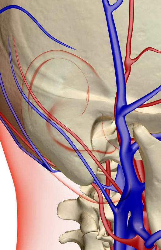 脖子,动脉,静脉,骨骼,血管,无人,竖图,插画,x光片,室内,特写,白天,白色背景,正面,数码,科技,静物,阴影,辐射,科学,网络,医学,骨头,高光,几何,计算机图形,合成,图画,画,模型,人体,皮肤,电脑合成图,数码合成图,骨架,医疗,生物学,科学技术,x射线,x光,漫画,生理学,写实,具体,具象,颈静脉,锁骨下动脉,锁骨下静脉,颈内静脉,脖,颈,颈部,半身,彩图,电磁波,电磁辐射