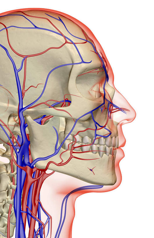 脸,头,脸颊,脖子,动脉,静脉,骨骼,血管,无人,竖图,插画,x光片,室内,特写,白天,白色背景,正面,数码,科技,静物,阴影,辐射,科学,网络,医学,骨头,高光,几何,计算机图形,合成,图画,画,模型,人体,电脑合成图,数码合成图,骨架,医疗,生物学,科学技术,x射线,x光,漫画,生理学,写实,具体,具象,颈静脉,锁骨下动脉,锁骨下静脉,颈内静脉,头部,脖,颈,颈部,脸部,脸蛋,面部,半身,彩图,电磁波,电磁辐射