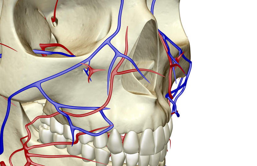 脸,头,脸颊,脖子,动脉,静脉,骨骼,血管,无人,横图,插画,x光片,室内,特写,白天,白色背景,正面,数码,科技,静物,阴影,辐射,科学,网络,医学,骨头,高光,几何,计算机图形,合成,图画,画,模型,人体,电脑合成图,数码合成图,骨架,医疗,生物学,科学技术,x射线,x光,漫画,生理学,写实,具体,具象,颈静脉,锁骨下动脉,锁骨下静脉,颈内静脉,头部,脖,颈,颈部,脸部,脸蛋,面部,半身,彩图,电磁波,电磁辐射