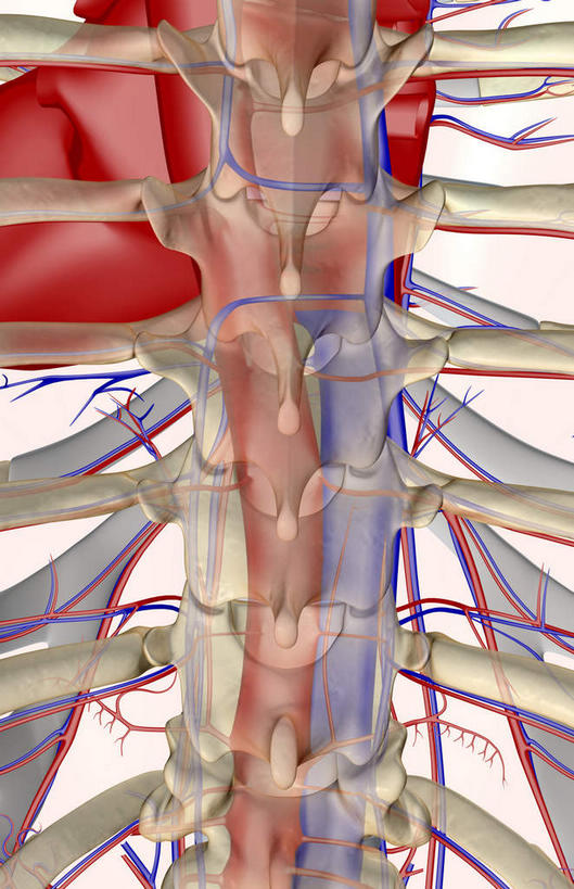 动脉,静脉,骨骼,无人,站,竖图,插画,x光片,室内,特写,白天,白色背景,正面,数码,科技,静物,阴影,辐射,科学,网络,医学,骨头,高光,几何,计算机图形,合成,图画,画,模型,站着,血液,人体,电脑合成图,数码合成图,骨架,医疗,生物学,科学技术,x射线,x光,漫画,生理学,写实,具体,具象,肋间动脉,肋间静脉,站立,半身,彩图,电磁波,电磁辐射
