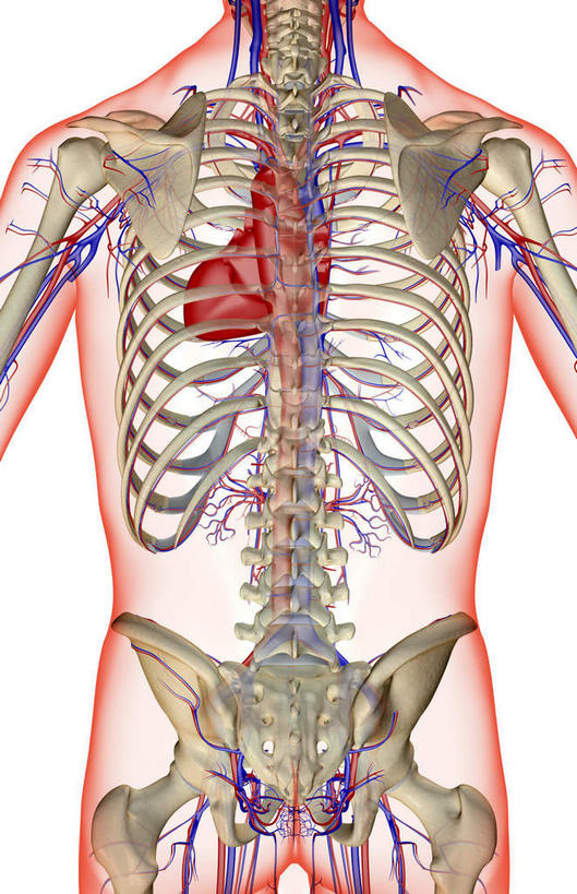 动脉,静脉,骨骼,无人,站,竖图,插画,x光片,室内,特写,白天,白色背景,正面,数码,科技,静物,阴影,辐射,科学,网络,医学,骨头,高光,几何,计算机图形,合成,图画,画,模型,站着,血液,人体,电脑合成图,数码合成图,骨架,医疗,生物学,科学技术,x射线,x光,漫画,生理学,写实,具体,具象,肋间动脉,肋间静脉,站立,半身,彩图,电磁波,电磁辐射