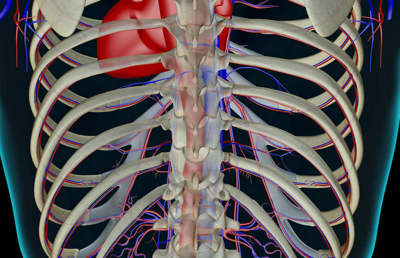 内脏,动脉,静脉,骨骼,无人,横图,插画,x光片,室内,特写,白天,正面,数码,科技,静物,阴影,黑色背景,辐射,科学,网络,医学,骨头,高光,几何,计算机图形,合成,图画,画,模型,血液,人体,电脑合成图,数码合成图,骨架,医疗,生物学,人体器官,科学技术,x射线,器官,x光,漫画,生理学,写实,具体,具象,肋间动脉,肋间静脉,肾,半身,彩图,电磁波,电磁辐射