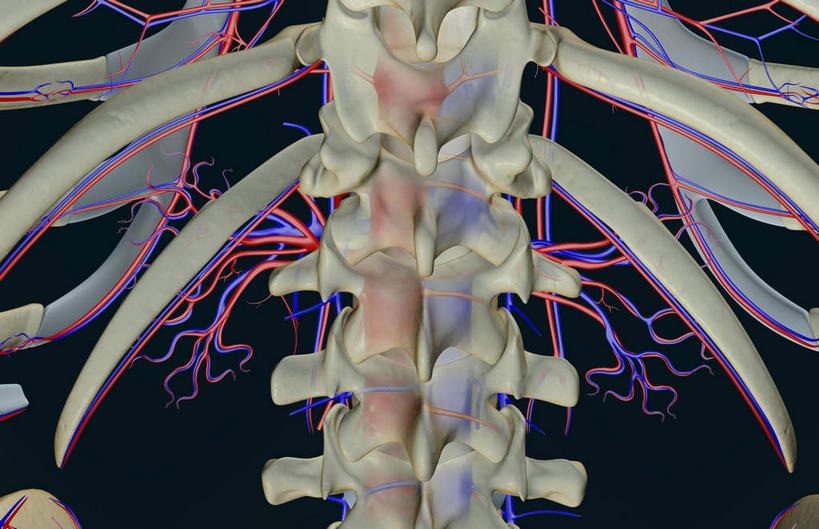 内脏,脊髓,动脉,静脉,骨骼,无人,站,横图,插画,x光片,室内,特写,白天,正面,数码,科技,静物,阴影,黑色背景,辐射,科学,网络,医学,骨头,高光,几何,计算机图形,合成,图画,画,模型,站着,人体,电脑合成图,数码合成图,骨架,医疗,生物学,人体器官,科学技术,x射线,器官,x光,漫画,生理学,写实,具体,具象,肾静脉,脊柱,肾,站立,半身,彩图,电磁波,电磁辐射