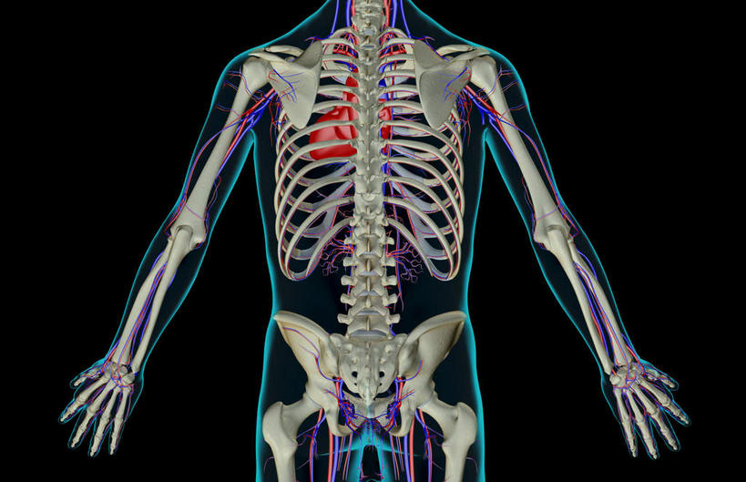 动脉,静脉,骨骼,血管,无人,横图,插画,x光片,室内,特写,白天,正面,数码,科技,静物,阴影,黑色背景,辐射,科学,网络,医学,骨头,高光,几何,计算机图形,合成,图画,画,模型,人体,皮肤,电脑合成图,数码合成图,骨架,医疗,生物学,科学技术,x射线,x光,漫画,生理学,写实,具体,具象,肋间动脉,肋间静脉,半身,彩图,电磁波,电磁辐射