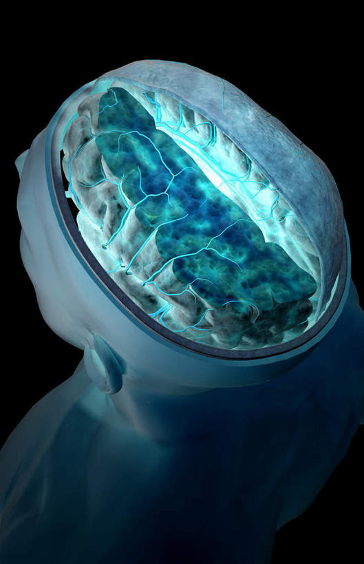 动脉,静脉,骨骼,无人,竖图,插画,x光片,室内,特写,白天,正面,数码,科技,静物,大脑,阴影,黑色背景,辐射,科学,网络,医学,骨头,高光,几何,计算机图形,合成,图画,画,蓝色,模型,人体,皮肤,电脑合成图,数码合成图,骨架,医疗,生物学,科学技术,x射线,器官,沟壑,x光,漫画,小脑,脑干,生理学,写实,具体,具象,大脑皮层,端脑,沟,灰质,回,间脑,脑动脉,半身,彩图,脑膜,电磁波,电磁辐射