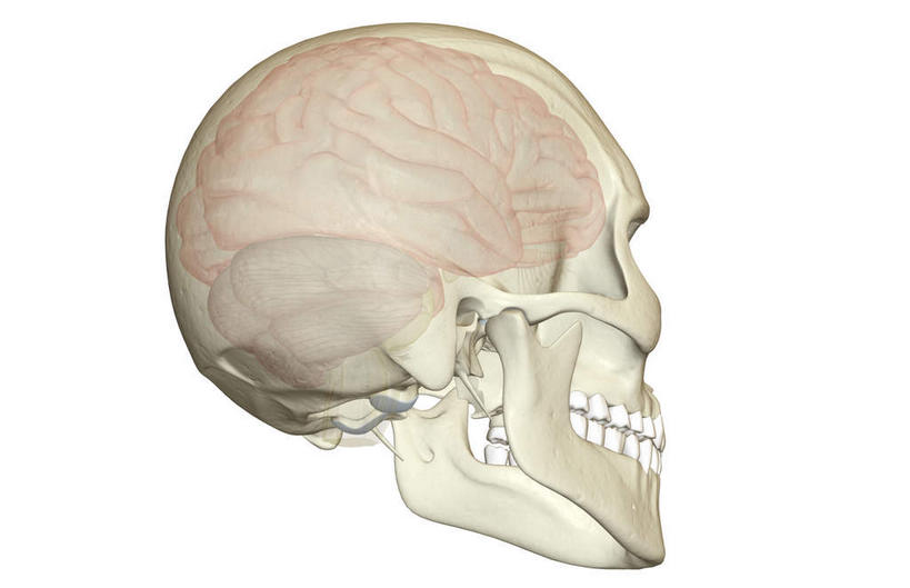 动脉,静脉,骨骼,无人,站,横图,插画,x光片,室内,特写,白天,白色背景,正面,数码,科技,静物,大脑,阴影,辐射,科学,网络,医学,骨头,高光,几何,计算机图形,合成,图画,画,模型,站着,皮质,人体,电脑合成图,数码合成图,骨架,医疗,生物学,科学技术,x射线,器官,沟壑,x光,漫画,小脑,脑干,生理学,写实,具体,具象,大脑皮层,端脑,沟,灰质,回,间脑,右脑,站立,半身,彩图,大脑半球,电磁波,电磁辐射