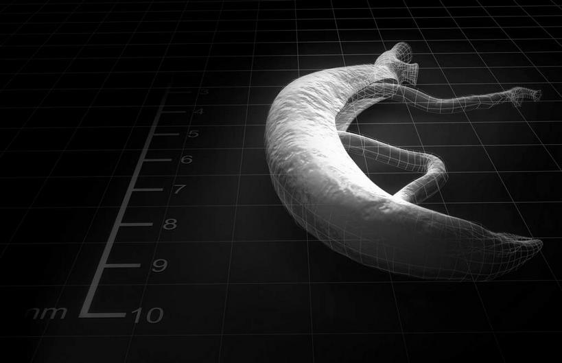 无人,横图,黑白,插画,室内,白天,正面,数码,科技,阴影,黑色背景,网络,标志,数字,文字,字符,高光,几何,计算机图形,合成,图画,标识,画,动物,阿拉伯数字,电脑合成图,数码合成图,脊椎动物,漫画,写实,具体,具象,血吸虫,裂体吸虫