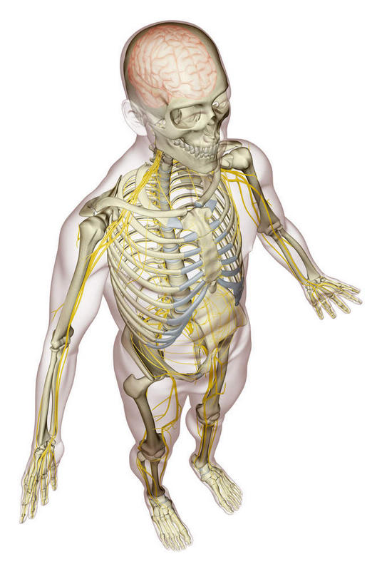 动脉,静脉,骨骼,无人,竖图,俯视,插画,x光片,室内,特写,白天,白色背景,数码,科技,静物,阴影,辐射,科学,网络,医学,骨头,高光,几何,计算机图形,合成,图画,画,模型,人体,电脑合成图,数码合成图,骨架,医疗,生物学,科学技术,x射线,x光,漫画,生理学,写实,具体,具象,颈神经,颈丛,臂丛,中枢神经系统,周围神经系统,彩图,高角度拍摄,全身,神经系统,电磁波,电磁辐射